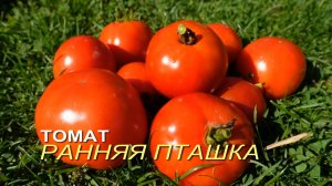 Томат РАННЯЯ ПТАШКА. Обзор сортов ТОМАТОВ!