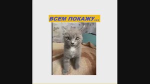 ВСЕМ ПОКАЖУ,,,