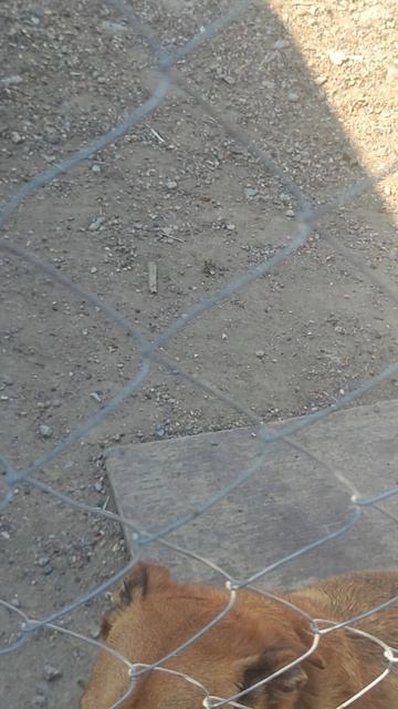 будни. ЧарлиМилка и  кошка Мышка