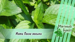 Мята После восьми