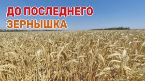 На Кубани завершают уборку зерновых