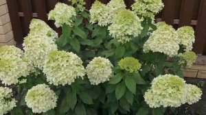 Маленькая манипуляция с гортензией после дождя ⛈️☝️