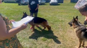 РАБОЧИЙ КОБЕЛИ / КЧК КОТЛАС 26 июля`25 А.Буйнова Моно немецких овчарок