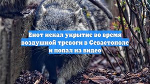 Енот искал укрытие во время воздушной тревоги в Севастополе и попал на видео