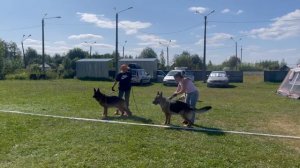 РАБОЧИЙ КОБЕЛИ / КЧК КОТЛАС 26 июля`25 А.Буйнова Моно немецких овчарок