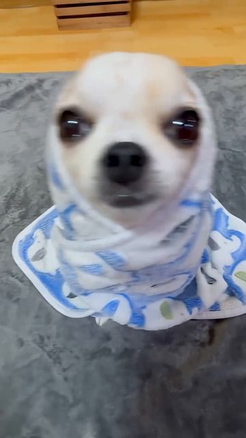 dia delícia смотреть онлайн