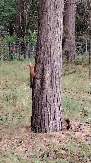 Белки играют в догонялки смотреть онлайн