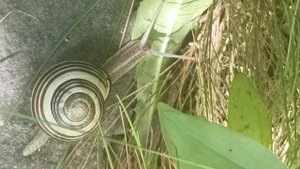 В нашем саду появилась героиня, арендует на халяву. #Август #Лето #лайки