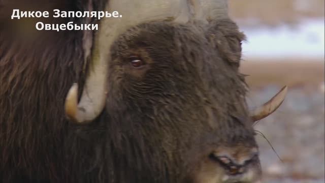 Заполярье. Овцебыки. Документальный фильм