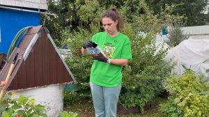 Все о метельчатых гортензиях 🌱