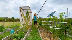 ОГРОМНЫЕ ПТИЦЫ атакуют наши ягоды и какие-то СТРАННЫЕ дела происходят на поместье