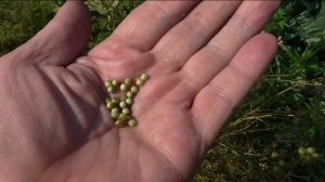 Сбор семян кориандра