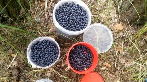 НАБРАЛИ 4 ЛИТРА ЧЕРНИКИ в трёх метрах от тропинки