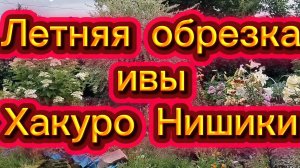 Летняя обрезка ивы Хакуро Нишики 31.07.25.
