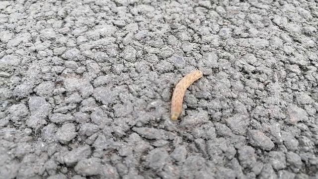 Всё ползут смотреть онлайн