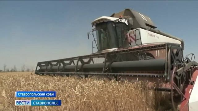 Аграрии Грачевского округа Ставрополья собрали рекордный урожай пшеницы