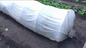 Работы на участке в начале августа