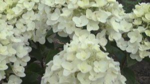 Дачные советы приглашают  посмотреть обзор  четырехлетних гортензий