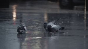 Голуби лежат под дождём
