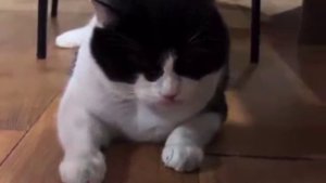 кот Саймон