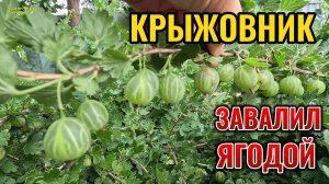 ✨Все секреты выращивания крыжовника: обрезка, подкормка, сорта крыжовника, обработка от болезней