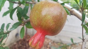 Гранат на 03.08.2025 г.