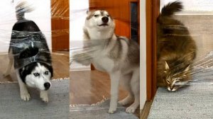 Мои собаки и кошки проходят испытание «Невидимая стена»!