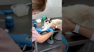 Кошка Мальвина сдает кровь