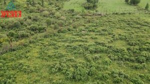 Маральник Куландинский