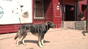 Агрессивный бездомный пёс набросился на девочку и покусал ребёнка