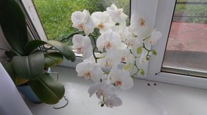 Отдыхаю, жарю кабачки, разобралась с цветами, наконец-то