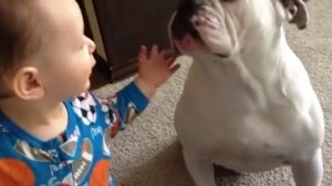 СОБАКА ТОЖЕ КУШАТЬ ХОЧЕТ))) СМОТРЕТЬ ВИДЕО ПРИКОЛЫ 2025 ОНЛАЙН ЮМОР