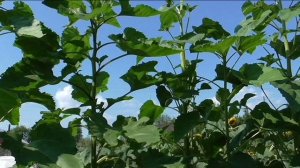 Мой подсолнечник очень высокий