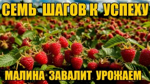Малина - 7 простых шагов к урожаю - ягод будет море