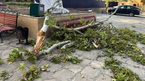 Упавшее дерево убило женщину у Джума-мечети в Дербенте