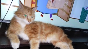 Кошечка наша.