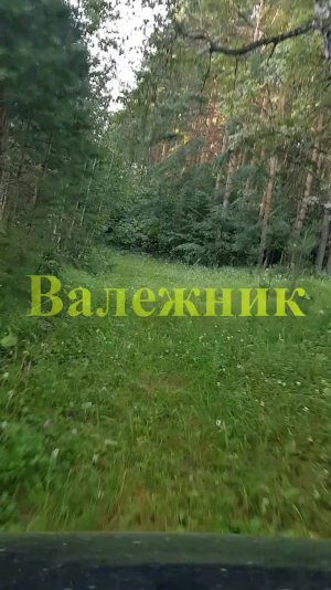 Валежник. Первый опыт заготовки