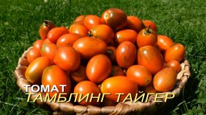 Томат ТАМБЛИНГ ТАЙГЕР. Обзор сортов ТОМАТОВ!
