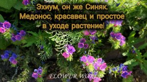 Эхиум, он же Синяк. Медонос, красавец и простое в уходе растение!