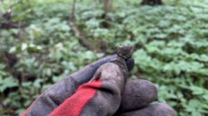 Коп с Garrett Vortex. Находки с лесной дороги