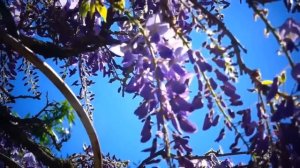 Виновата_ли_я_-_Марион_Франция