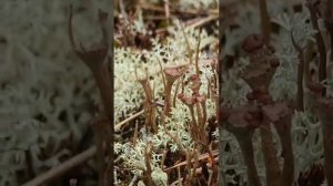 В мире лишайников