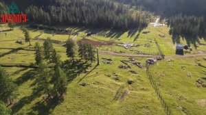 Маральник Ело