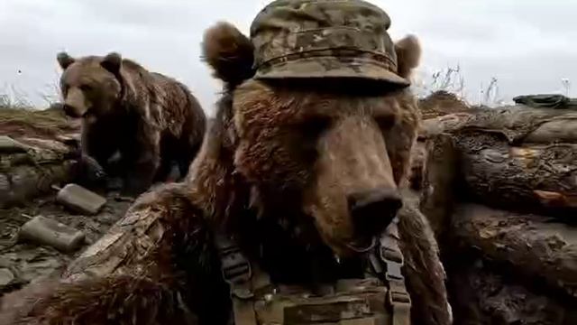 приключения мишки на СВО 2