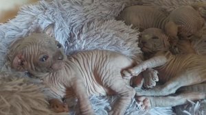 Малыши канадские сфинсксы помет на букву А