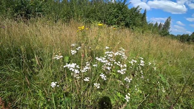 Прогулка в лес, малина и грибы. 4 авг 2025 смотреть онлайн