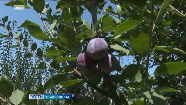 Сезон уборки ранней сливы открыли в Предгорном округе Ставрополья