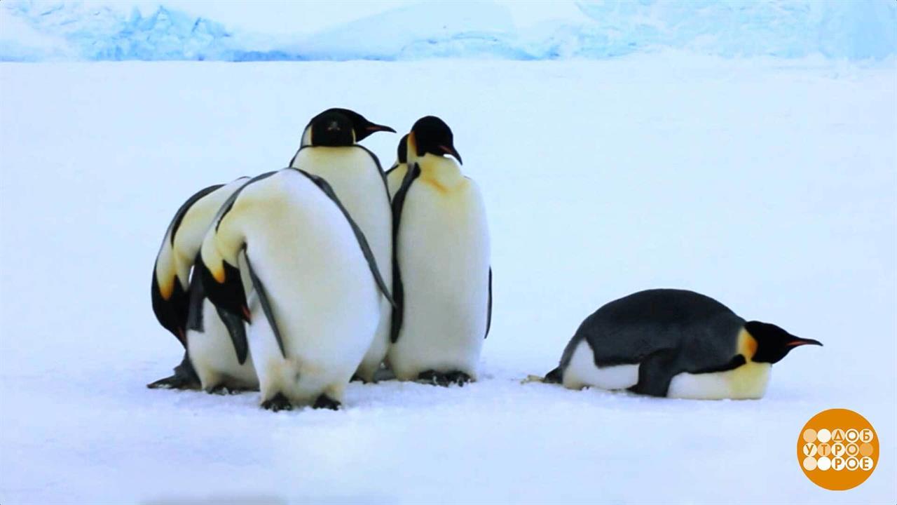 В Антарктиду, в гости к пингвинам. Доброе утро. Фрагмент выпуска от 04.08.2025