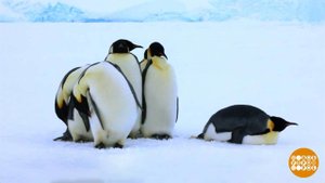 В Антарктиду, в гости к пингвинам. Доброе утро. Фрагмент выпуска от 04.08.2025