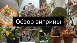 обзор витрины